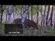 Hunting Whitetail with Bow and Arrow