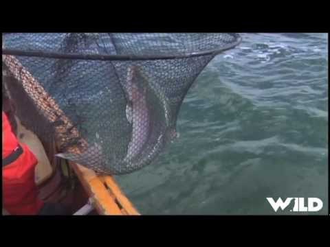 Fly Fishing for Lake Trout in the NWT