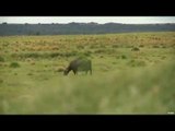 Hunting Water Buffalo in Argentina