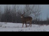 Hunting Whitetail in Manitoba