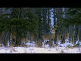 Hunting Whitetail Deer with Dean Partridge