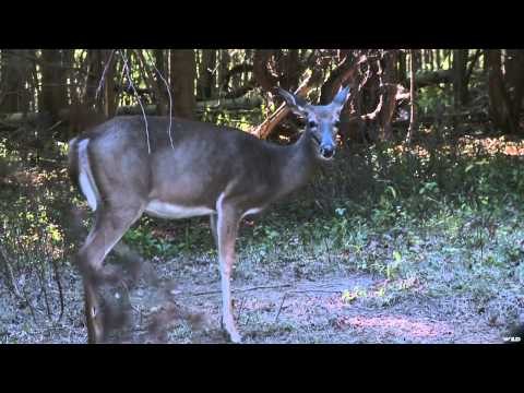 Hunting Whitetail Deer with Bow in Missouri