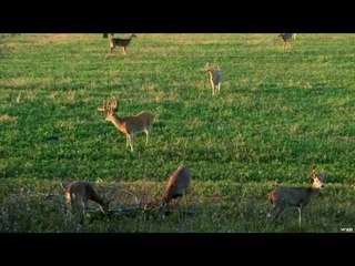 Whitetail Deer Hunting