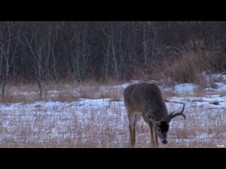 Hunting Whitetail Deer with Bow