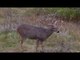 Canadian Family Hunting Whitetail Deer