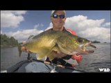 Fishing for Monster Walleye on Lake Of The Woods
