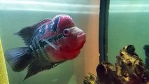flowerhorn fish attacking tank