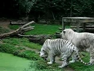 Tigres blancs