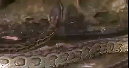 Snake broke into the kingdom of the ants watch and arrange the ants to attack the snake, and defend the kingdom!