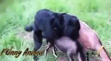Funny Dog Mating - Dog Mating Monkey And Pigs With Cats - Funny Animals Mating Compilation
