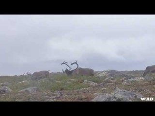 Hunting Caribou in Quebec