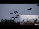 Hunting Canada Goose Perfect Blind