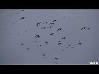 Hunting Mid-Winter Snow Goose