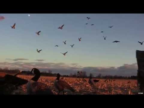 Hunting Diver Duck Perfect Shot