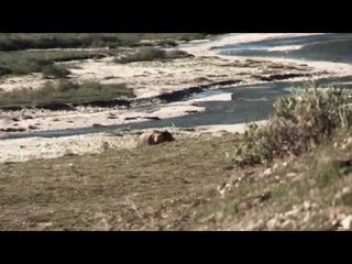 Hunting Grizzly Bear in BC
