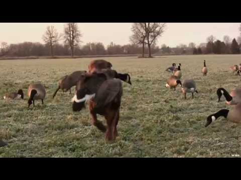 Hunting Canada Goose from Blind Part 2
