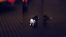 [PRANK] cat prank [GONE WRONG] [CAT]