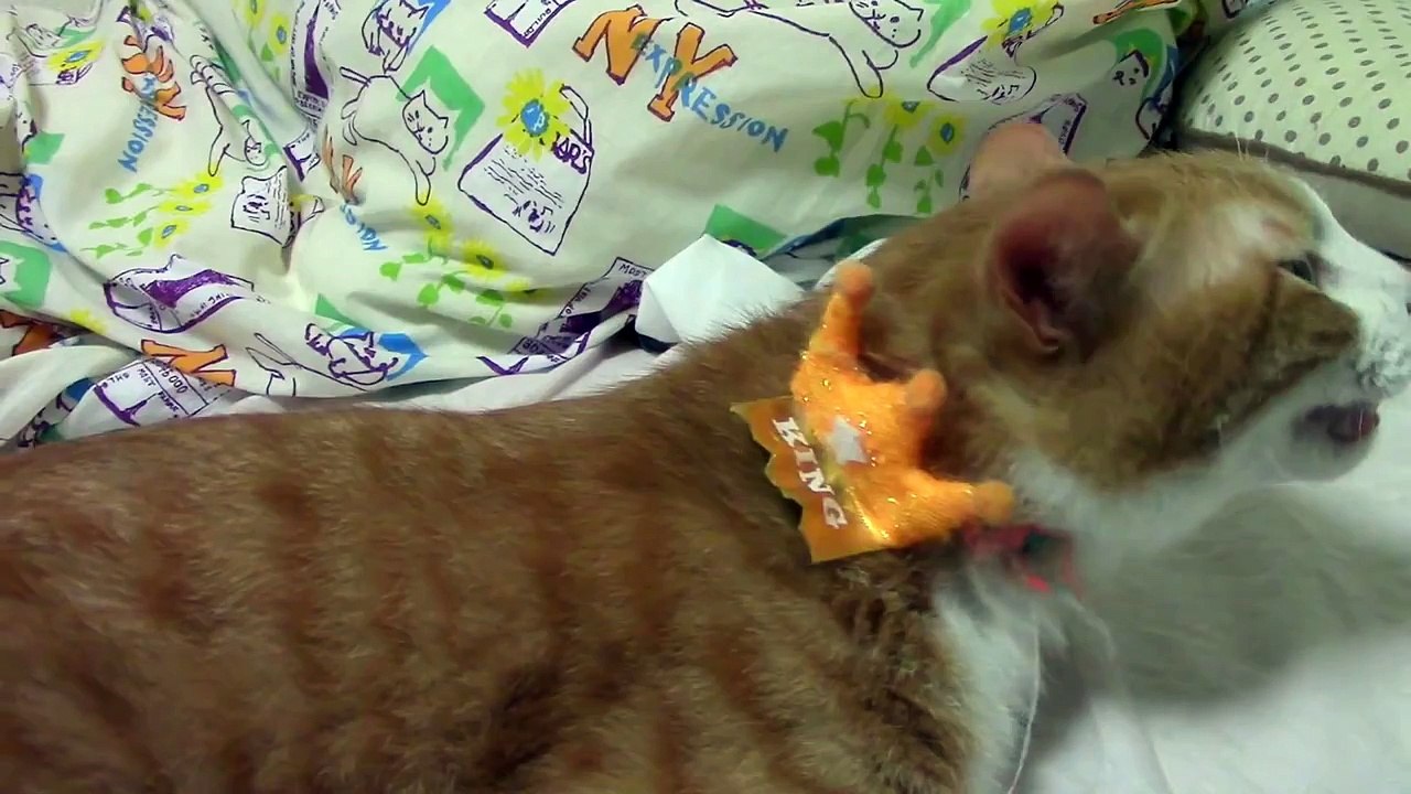 猫の鳴き声特集 ! しゃべる･話す猫! 会話する? 笑えるwおもしろ猫動画　− Cat happy meow ! Talking cat! BBC