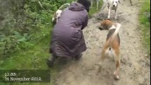 Une femme sauve un renard attaqué par une meute de chien de chasse