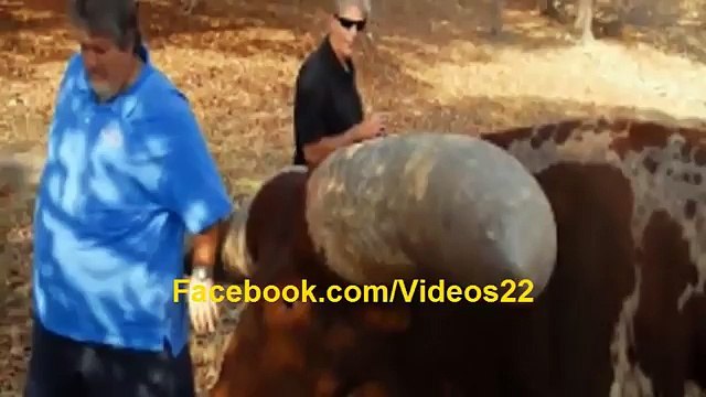 شاهد الثور الذي دخل موسوعة جينيس للأرقام القياسية كأكبر قرن مش هتصدق عنيك