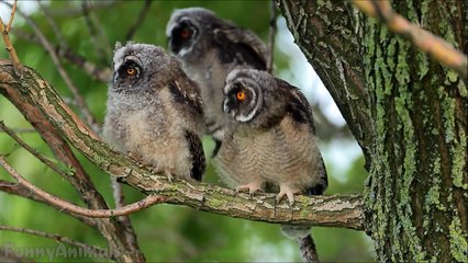 Funny and Cute Owl Videos Compilation NEW - Funny Animals Channel