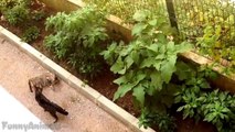 Funny Cats - A Funny Cat Videos Compilation NEW - Funny Animals Channel