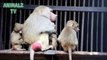 Mother Hamadryas Baboon Monkey is Hugging Her Child In Tbilisi Zoo - Cuteness Overload - Funny Animals Channel
