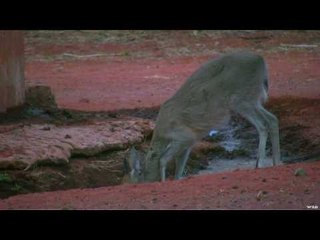 Hunting Duiker in South Africa