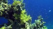 Достопримечательности Египта- Национальный парк Рас Мохаммед- Волшебный мир подводного царства