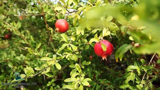 Крит родина богов и жемчужина Греции