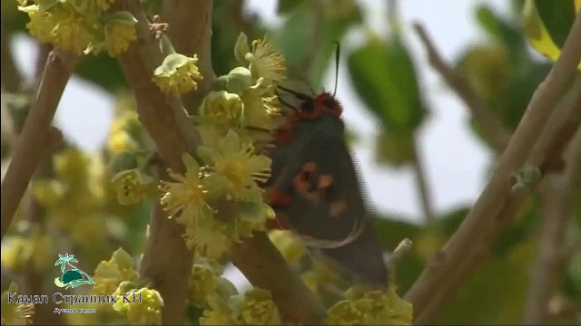 Остров счастья- Остров Сокотра Йемен- Прекрасное и удивительное место