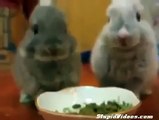 Baby Bunnies Eat Funny animals, comedy, dogs, cat fails - Best Funny Animals 2014