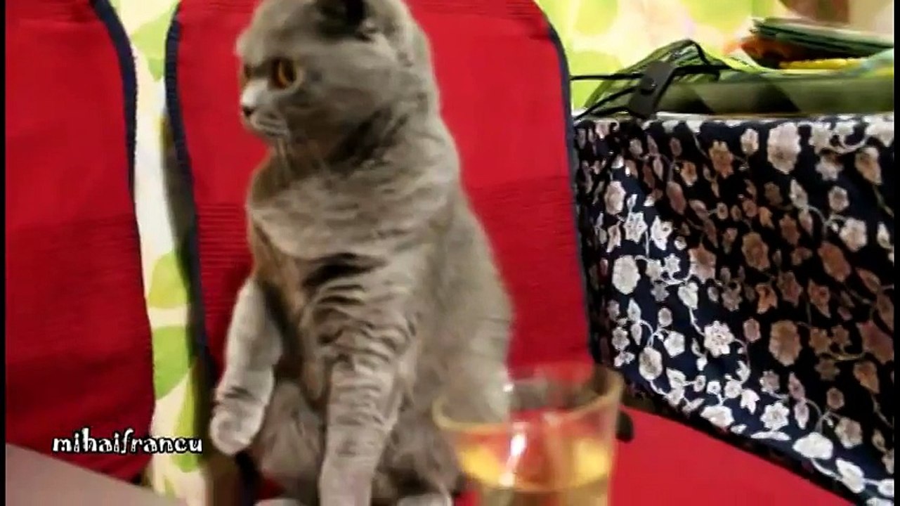 Cat Loves Champagne YUM YUM , funny fails, funny cat and dog