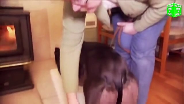 Самая мускулистая собака в мире