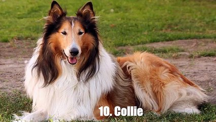 World Top 10 Breeds To Use As Guard Dogs