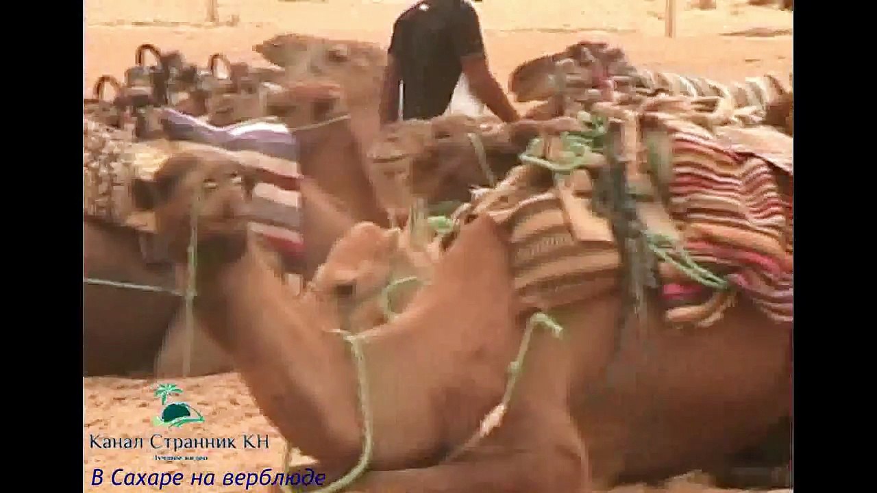 Тунис- Экскурсия в Сахару- На верблюде- The camel