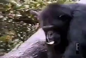 Monkey Smells Finger, Falls out of Tree