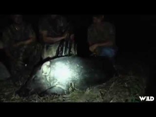 Hunting Wild Boar in North Carolina