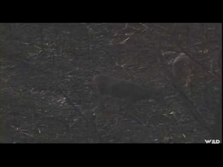 White-Tail Deer Bowhunting in Kansas