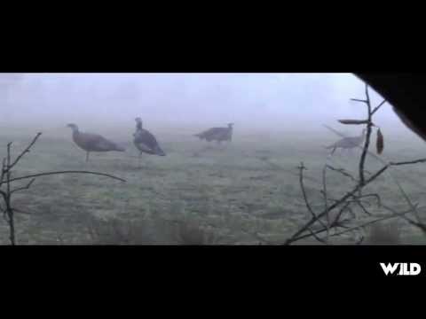 Hunting Wild Turkey in Illinois