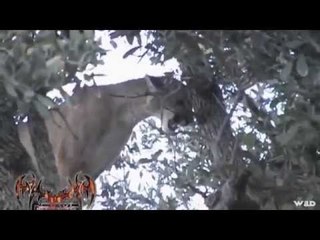 Mountain Lion (Cougar) Hunting (UNCUT)