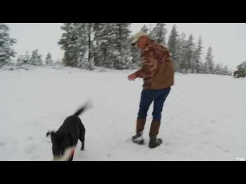 Teaching a Labrador Retriever Part 4