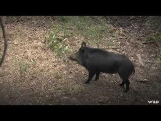 Hunting Wild Boar in Florida