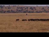 African Safari Hunting Part 4 - Wildebeest Hunting