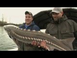 Sturgeon Fishing on the Fraser River