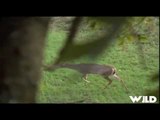Hunting Whitetail Deer Doe Cull