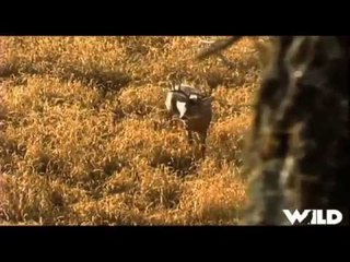 Hunting Whitetail with Bow in Wisconsin
