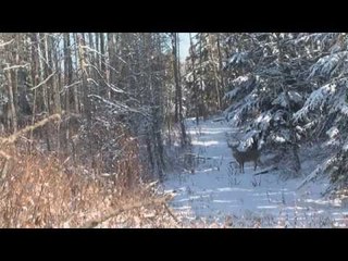Hunting Winter Whitetail with The Bone Yard