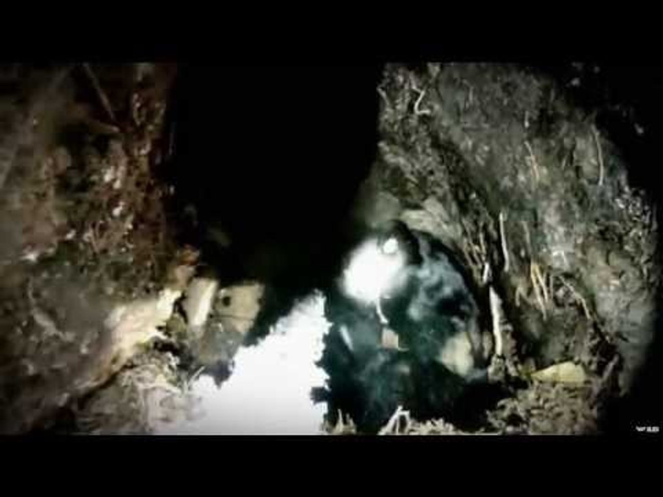 Ankle Deep -- Tagging Hibernating Black Bears Part 2