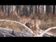 Deer Hunting Bow
